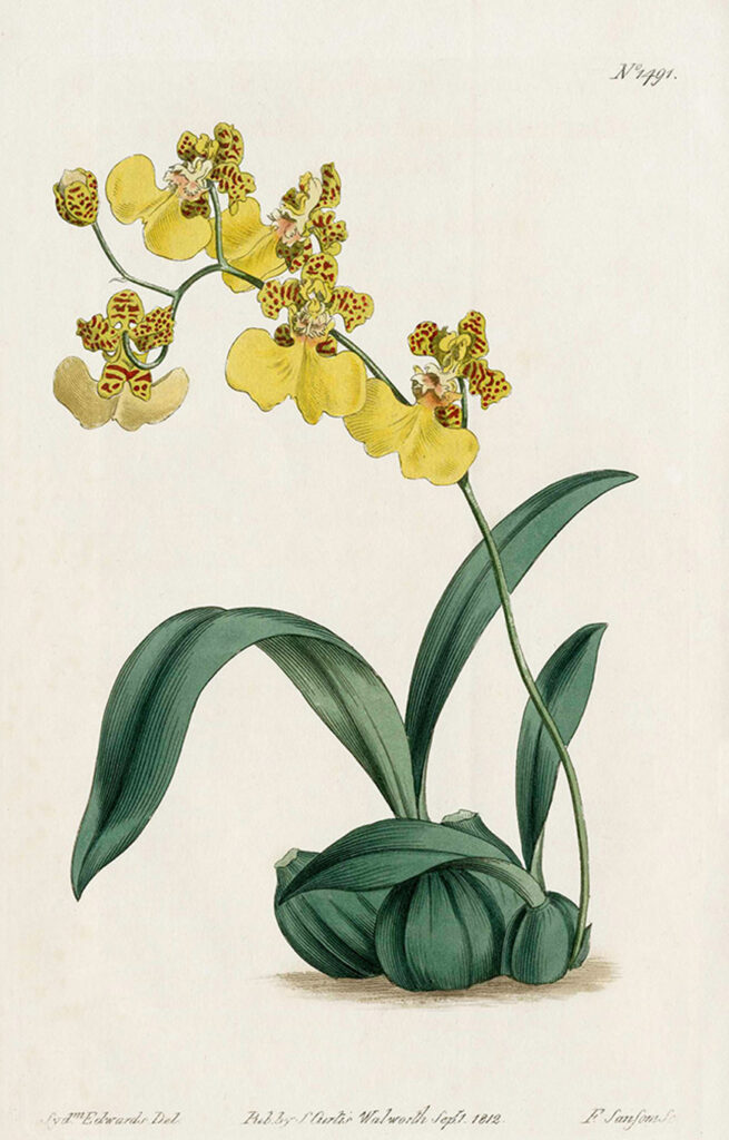 Orchis botanical ilustration